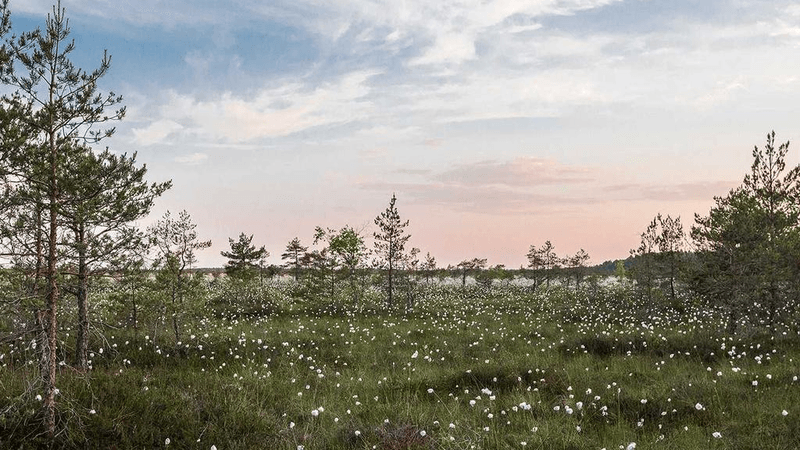 Curtain - professional stock photography